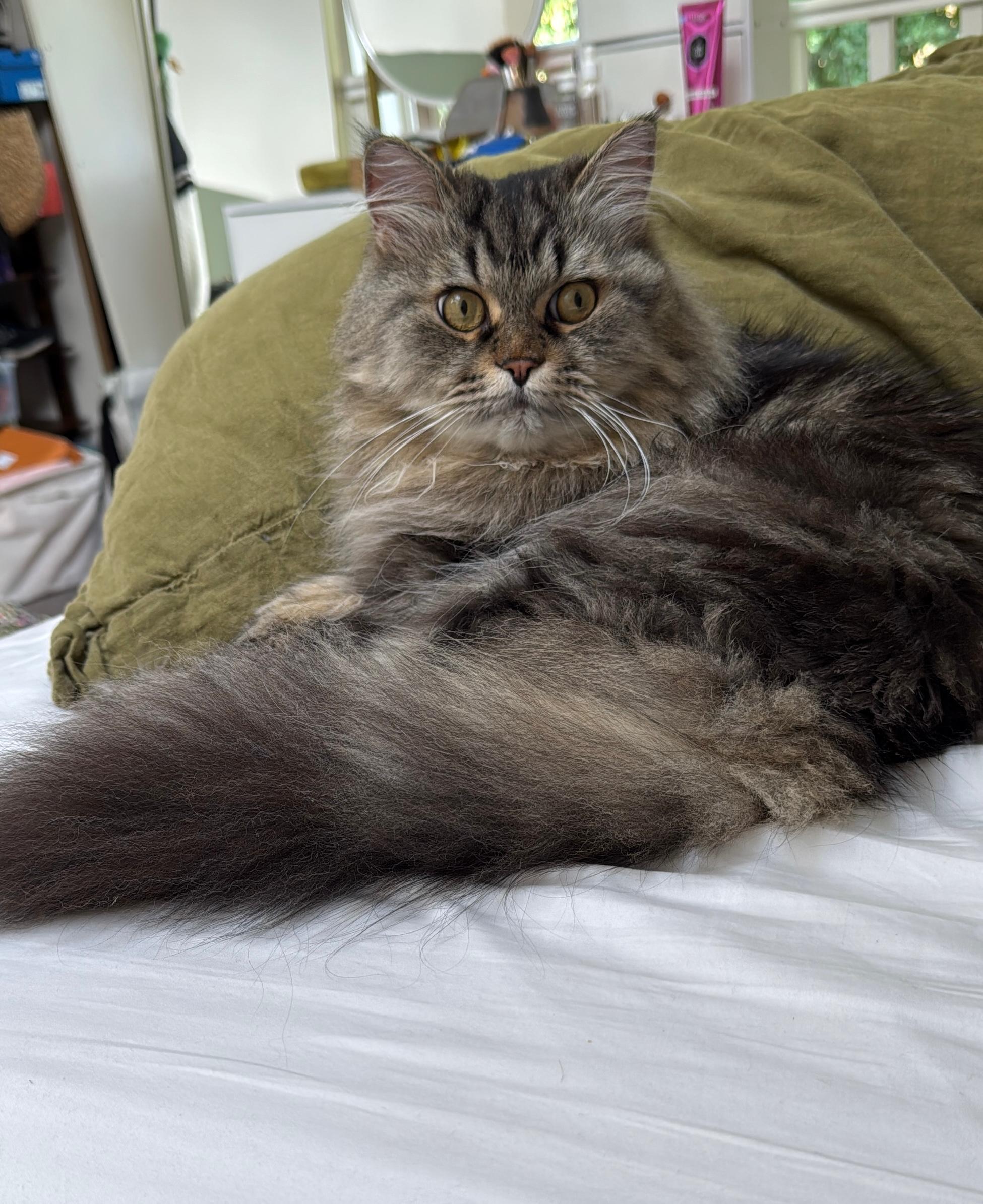 Adorable cat relaxing